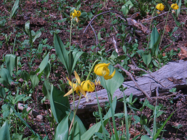 Alpine Lilies (aka Glacier Lilies).